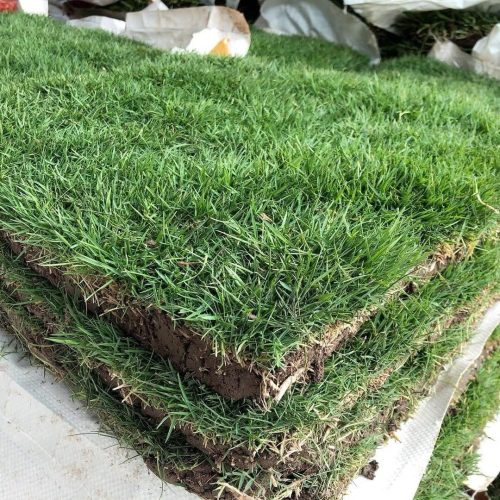 GRASS JAPONES