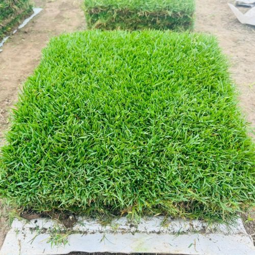 GRASS PASPALUM